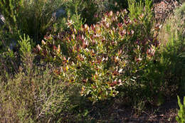 Image de Leucadendron sessile R. Br.