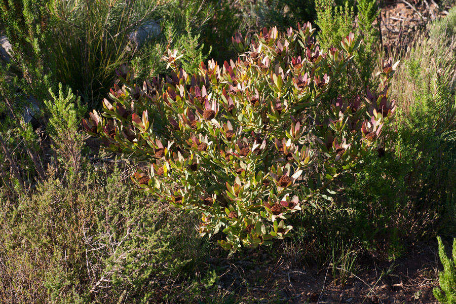 Image de Leucadendron sessile R. Br.