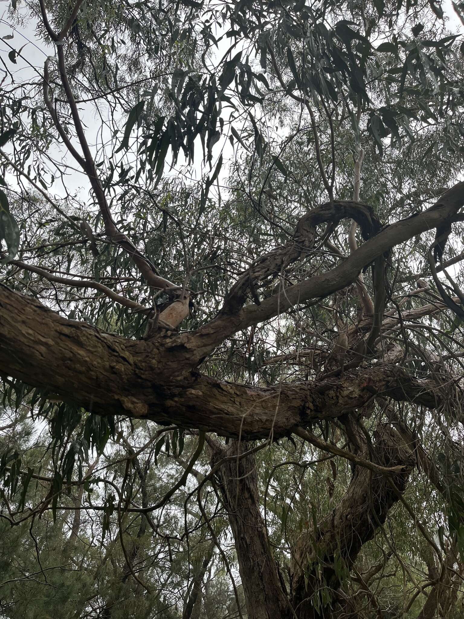 Eucalyptus radiata A. Cunn. ex DC. resmi