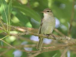 Imagem de Vireo gracilirostris Sharpe 1890