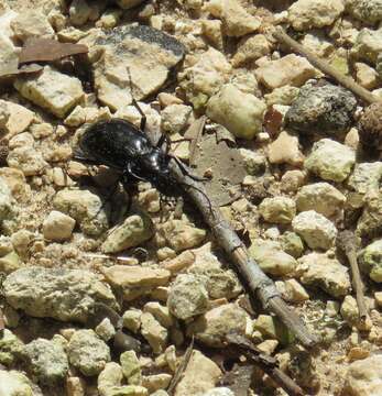 Calosoma (Callitropa) macrum Le Conte 1853 resmi