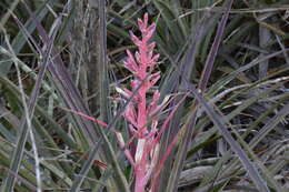 Image of Bromelia arenaria Ule