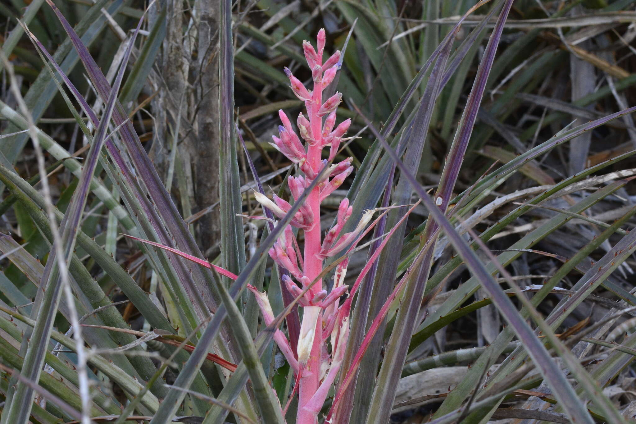 Image of Bromelia arenaria Ule