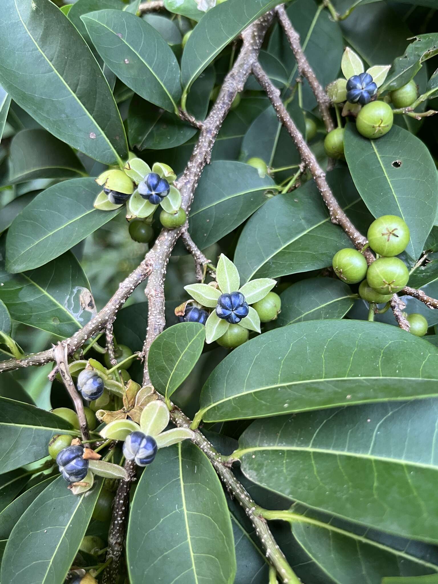 Image of bastard hogberry