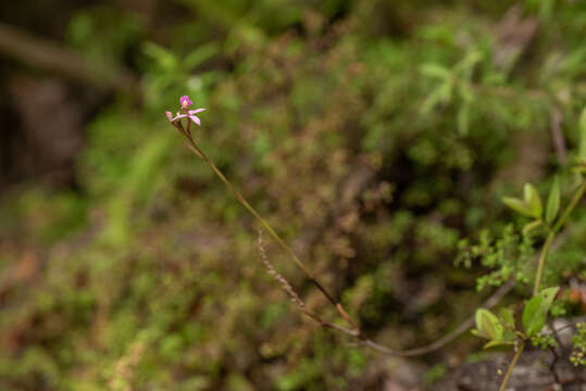 Image of Epidendrum ackermanii Hágsater