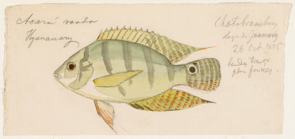 Image of <i>Chaetobranchus semifasciatus</i> Steindachner 1875