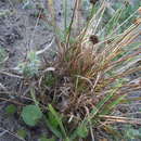 Image of Juncus dregeanus Kunth