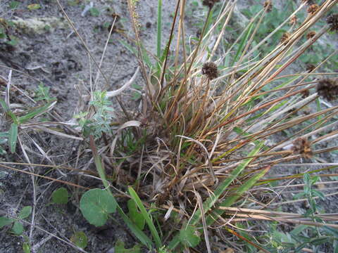 Image of Juncus dregeanus Kunth