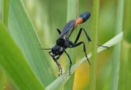 Image of Ammophila nigricans Dahlbom 1843