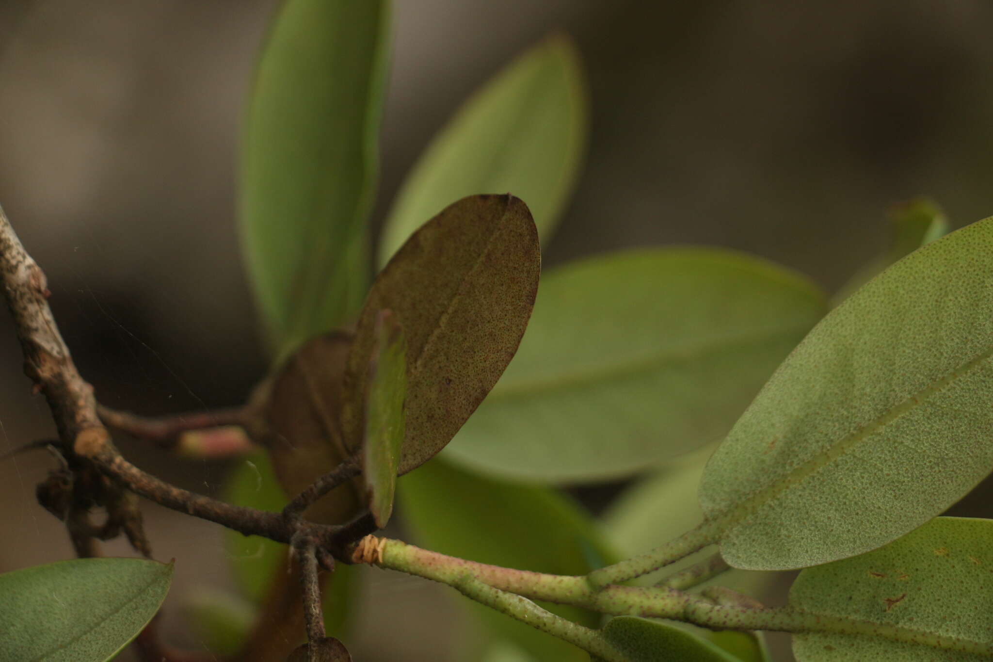 Imagem de Rhododendron cinnabarinum Hook. fil.