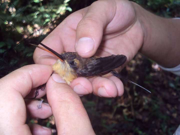 Phaethornis bourcieri (Lesson & R 1832) resmi