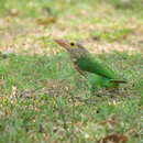 صورة Psilopogon lineatus hodgsoni (Bonaparte 1850)