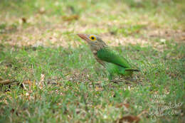 Sivun Psilopogon lineatus hodgsoni (Bonaparte 1850) kuva