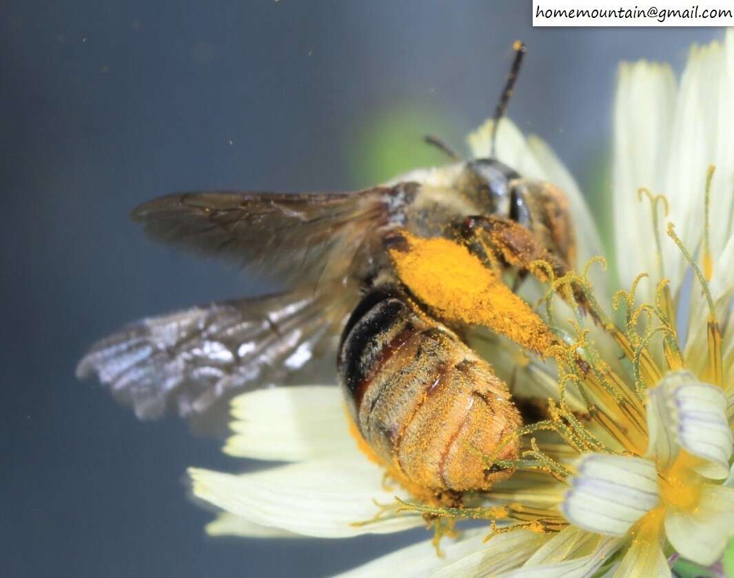 Image of Eucera pekingensis Yasumatsu 1946