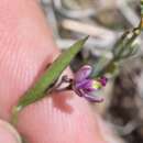 Image of shining milkwort