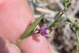 Image of shining milkwort