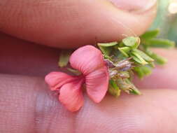 Indigofera glaucescens Eckl. & Zeyh.的圖片