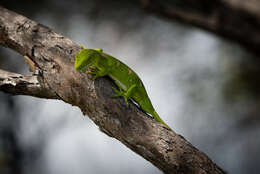 Image of Northland green gecko