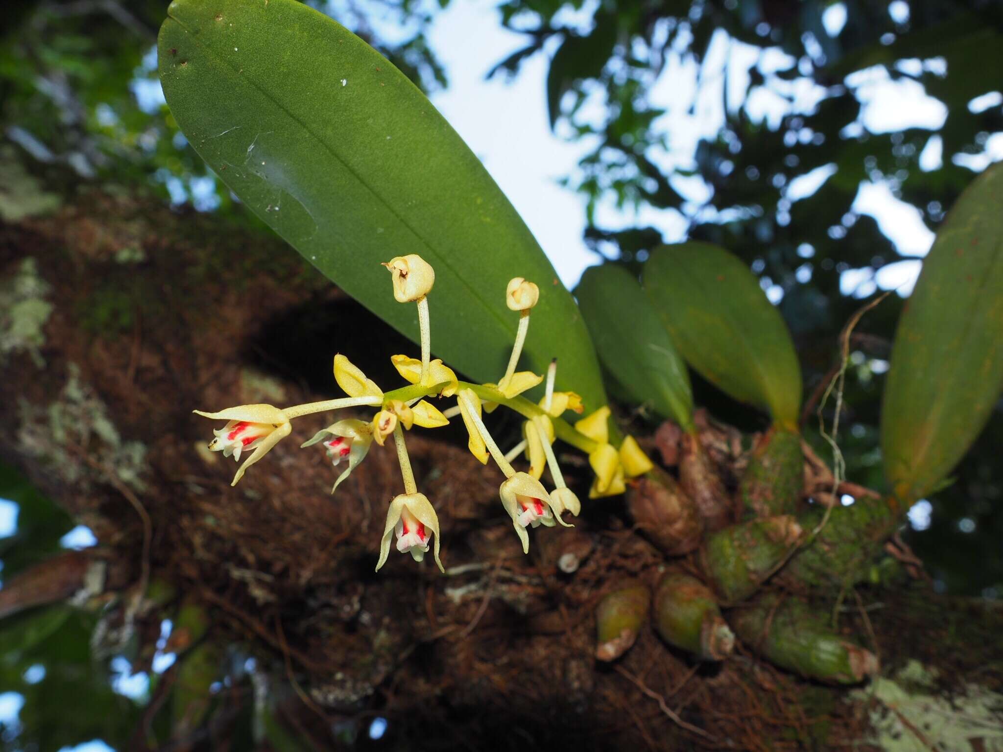 Image of Pinalia bractescens (Lindl.) Kuntze