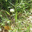 Sivun Trifolium caucasicum Tausch kuva