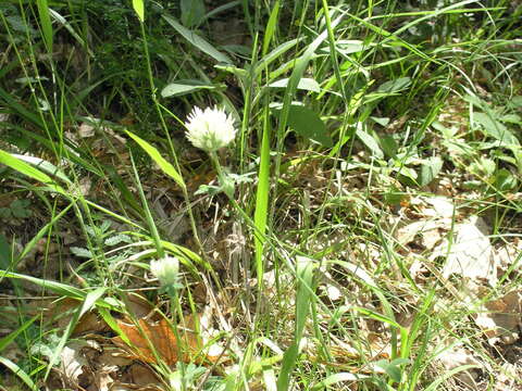 Imagem de Trifolium caucasicum Tausch