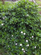 Impatiens sodenii Engl. & Warb. ex Engl. resmi