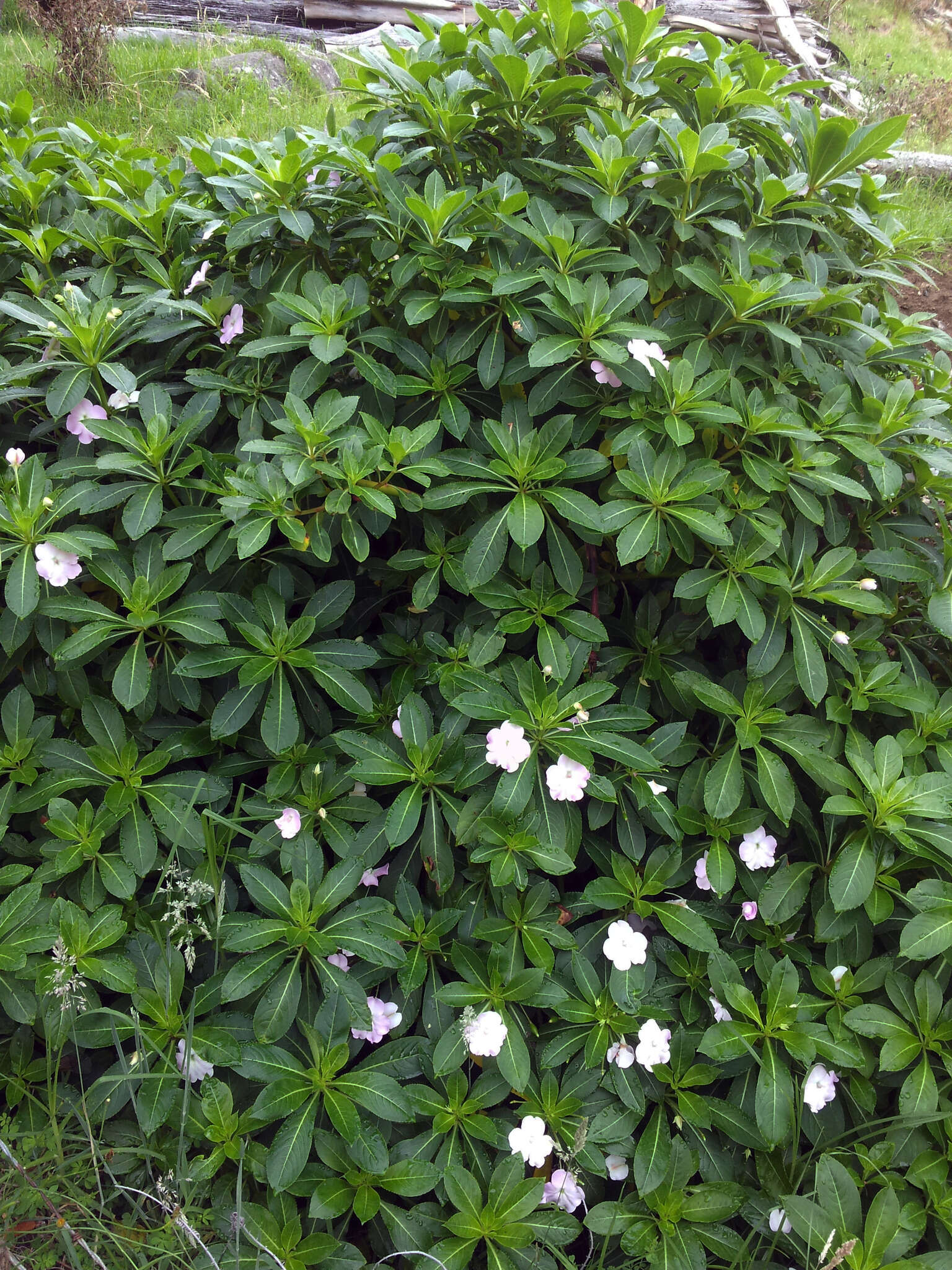 Impatiens sodenii Engl. & Warb. ex Engl. resmi