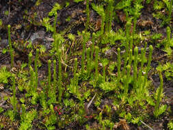 Imagem de Pseudolycopodiella caroliniana (L.) Holub