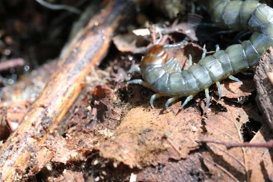 Akymnopellis chilensis (Gervais 1847) resmi