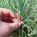 صورة Senecio macrocarpus F. Müll. ex R. O. Belcher