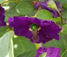 Image of Augochloropsis ignita (Smith 1861)