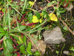 Sivun Oenothera multicaulis Ruiz & Pav. kuva