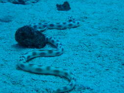 Image of Spotted snake eel