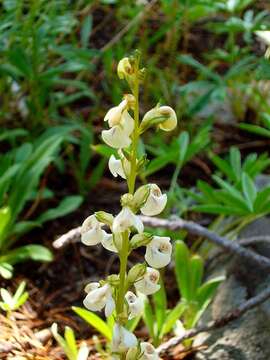 Image of coiled lousewort