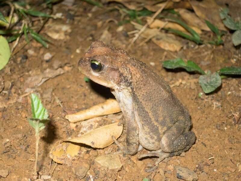 Image of Western Cuba Giant Toad