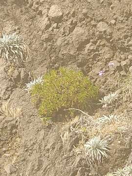 Image of Plantago arborescens Poir.