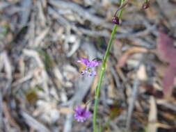 Image of Arthropodium minus R. Br.