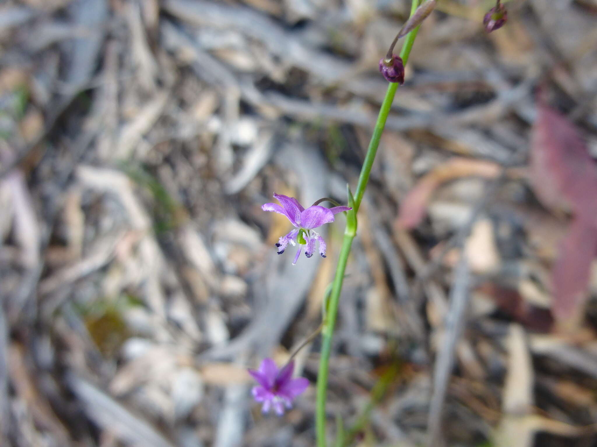 Image of Arthropodium minus R. Br.