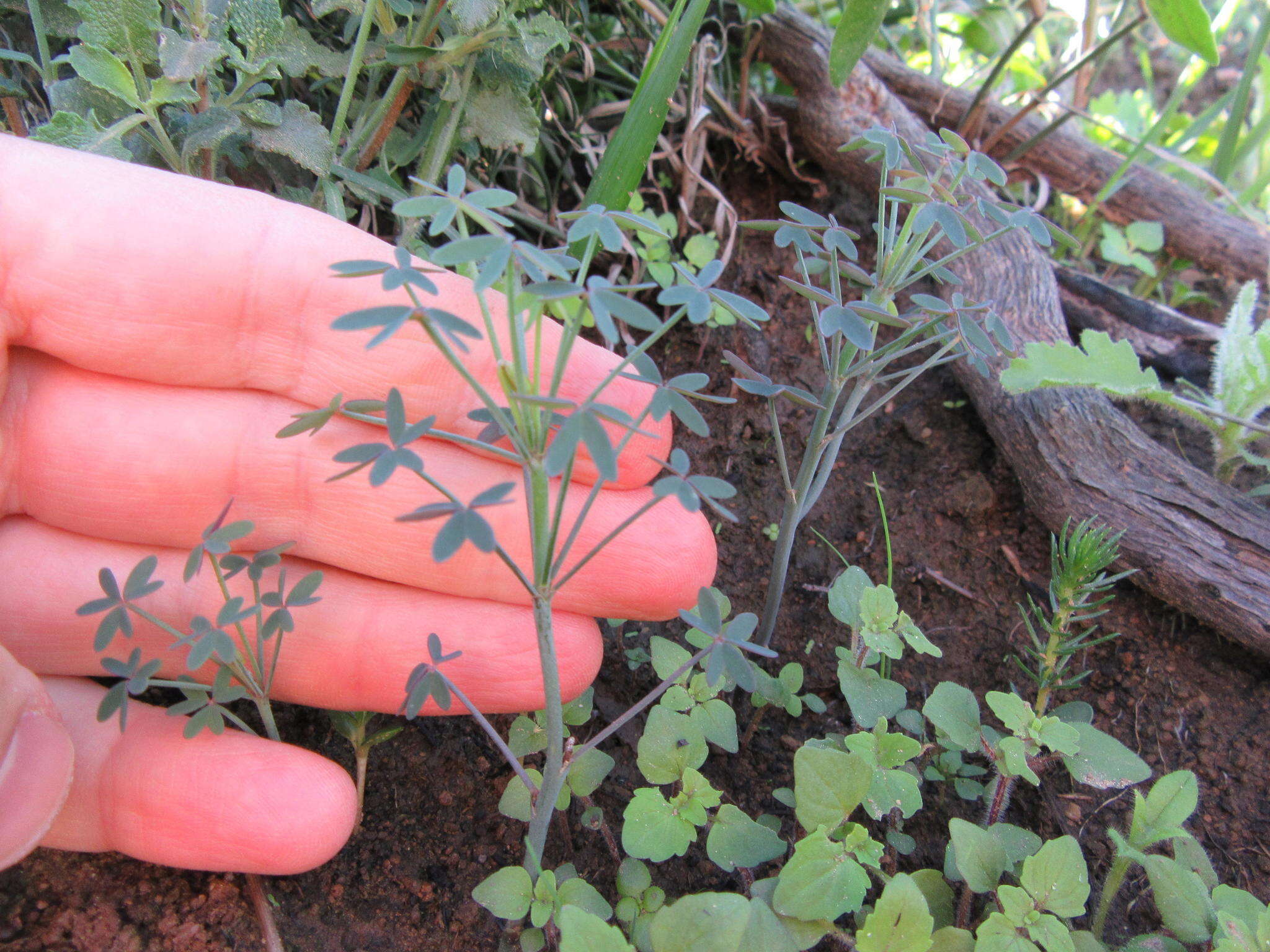 Image of Oxalis livida var. altior T. M. Salter