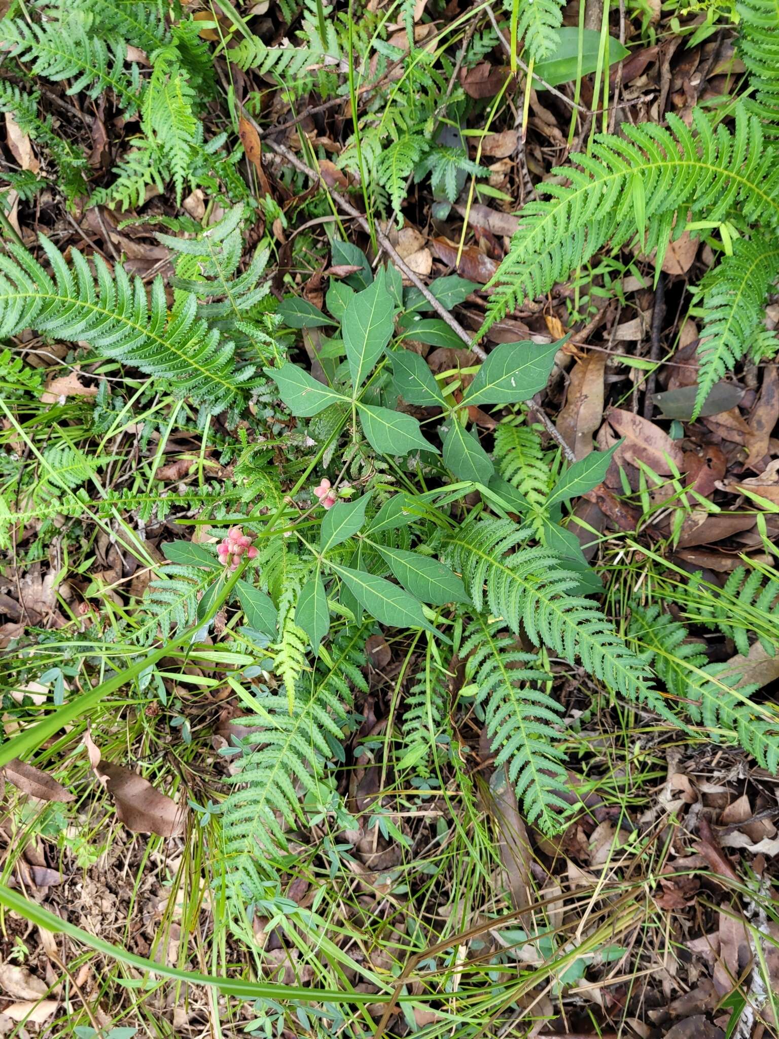 Imagem de Clematicissus opaca (F. Müll.) Jackes & Rossetto