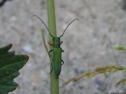 Image of <i>Phytoecia caerulea</i> (Scopoli 1772)