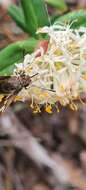 Image of Pimelea ligustrina subsp. ciliata S. Threlfall