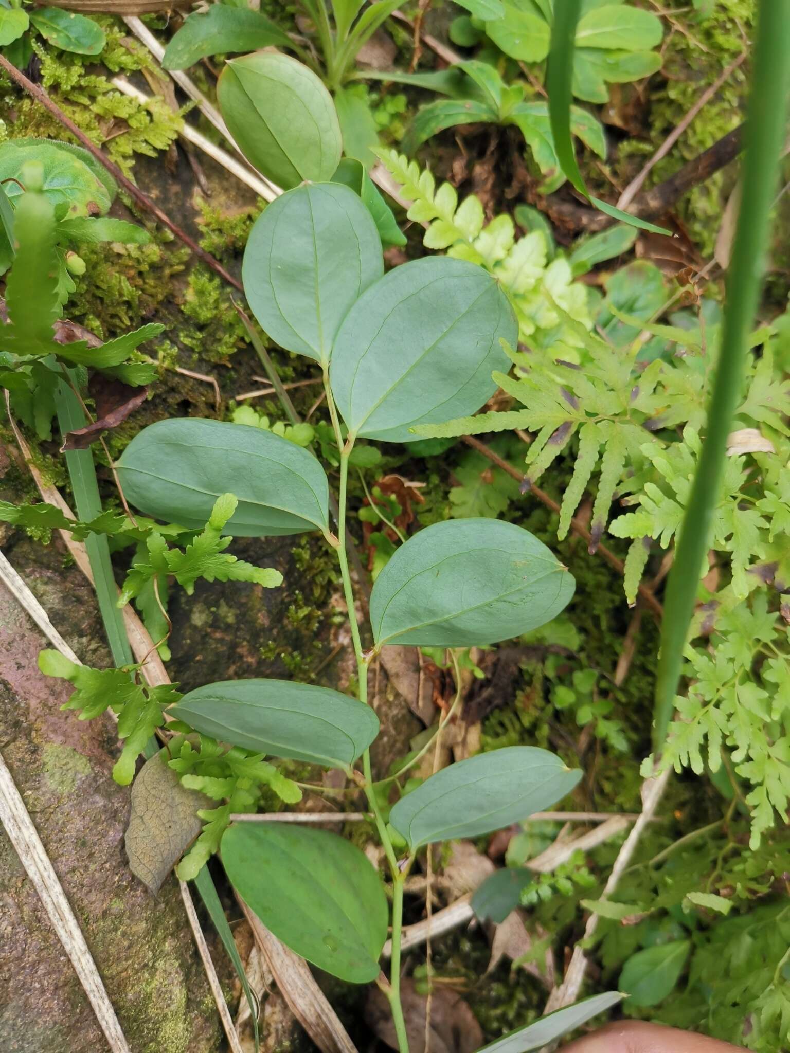 Image of China root