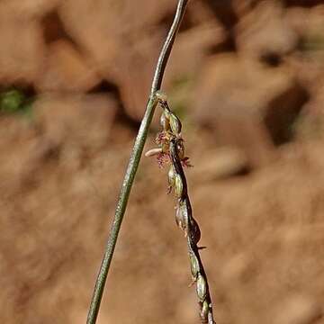 Image of Digitaria ramularis (Trin.) Henrard