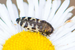 Image of Acmaeodera decipiens Le Conte 1866