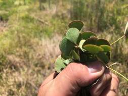 Plancia ëd Marsilea hirsuta R. Br.