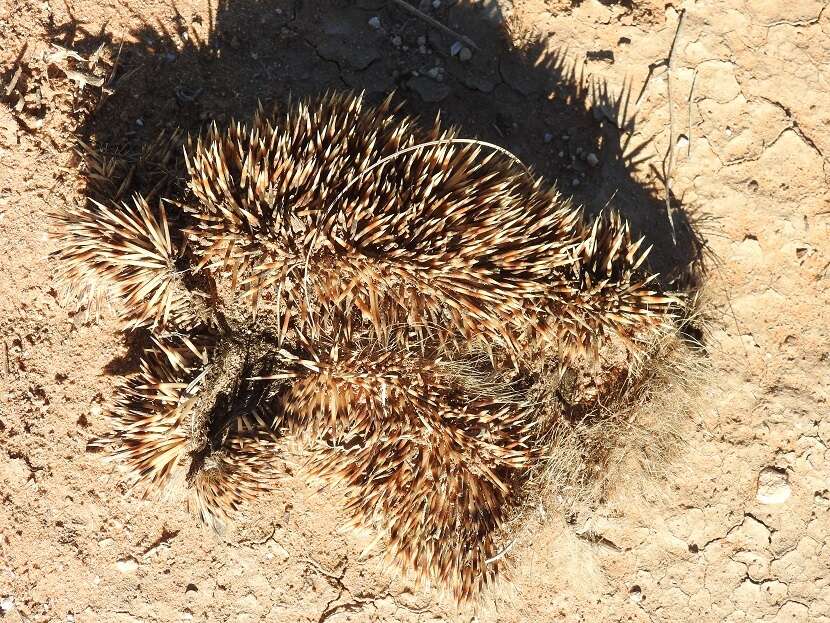 Image of Algerian Hedgehog