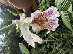 Image of Sobralia pulcherrima Garay