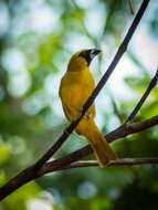 Plancia ëd Caryothraustes canadensis canadensis (Linnaeus 1766)