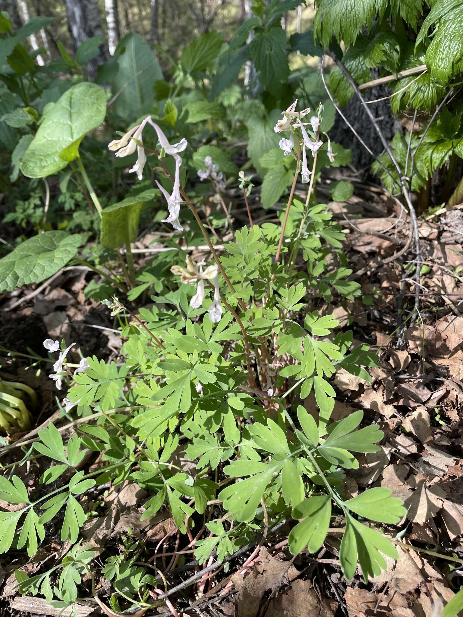 Image of Corydalis glaucescens Regel